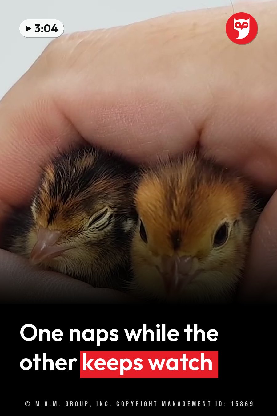 Two small chicks rest in a person's cupped hand, one with eyes closed and the other awake with eyes open. A headline runs in white letters across the lower third.