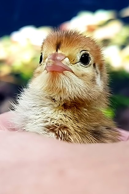 A baby chick with light brown feathers and large black eyes indoors, held gently by a hand against a blurred background of greenery and flowers.