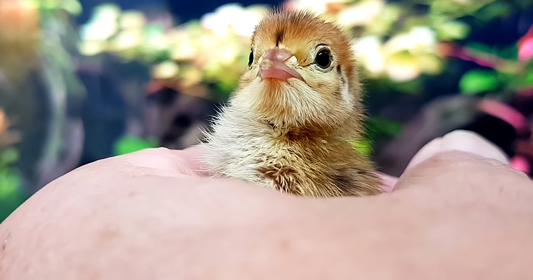 A baby chick with light brown feathers and large black eyes indoors, held gently by a hand against a blurred background of greenery and flowers.