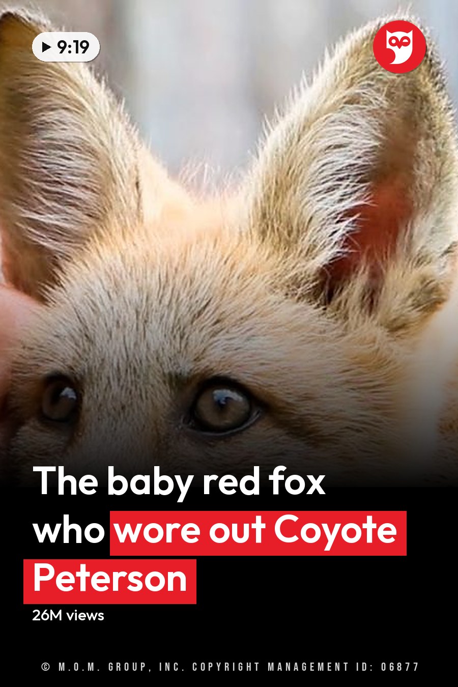 An adult male interacting with a juvenile red fox in an outdoor natural setting, marked by shades of brown, orange, and green lighting. The headline runs in white letters across the lower third.