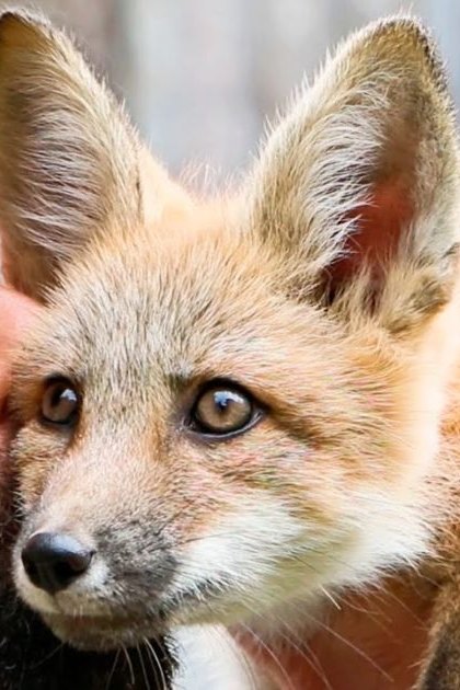 An adult male interacting with a juvenile red fox in an outdoor natural setting, marked by shades of brown, orange, and green lighting.
