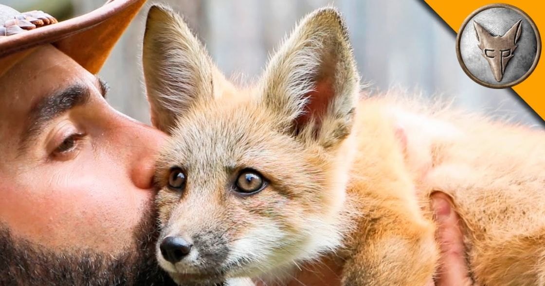 An adult male interacting with a juvenile red fox in an outdoor natural setting, marked by shades of brown, orange, and green lighting.