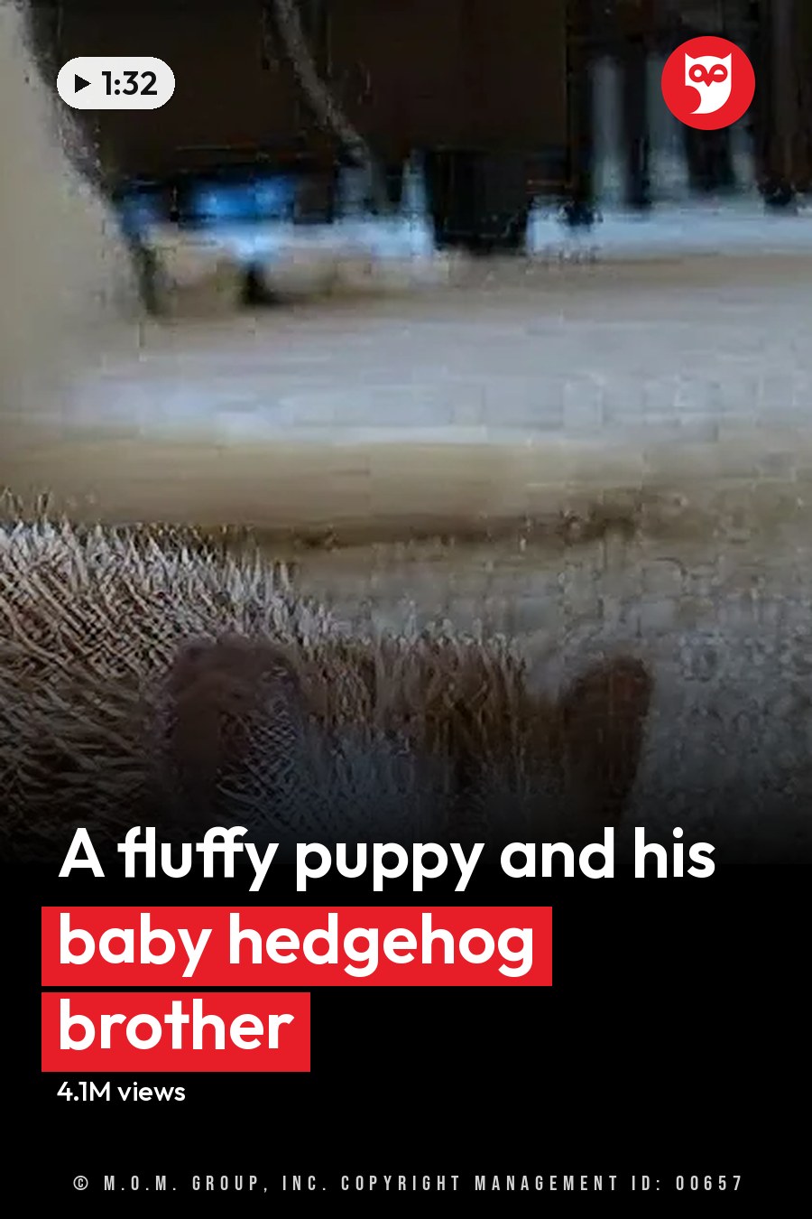 A Samoyed-like white dog with a fluffy coat, black eyes, and nose stands near a small hedgehog with light brown spines and a white face in an indoor living room setting on a carpeted floor. The scene is naturally lit, suggesting daytime. The headline runs in white letters across the lower third.