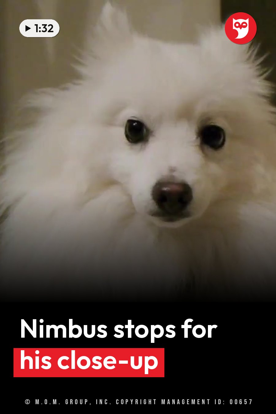 A fluffy white dog with dark eyes and a dark nose looks straight at the camera. A headline runs in white letters across the lower third.
