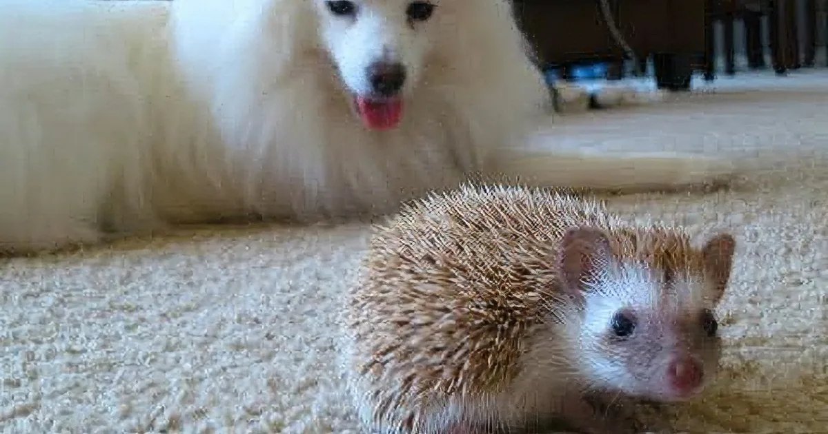 A Samoyed-like white dog with a fluffy coat, black eyes, and nose stands near a small hedgehog with light brown spines and a white face in an indoor living room setting on a carpeted floor. The scene is naturally lit, suggesting daytime.