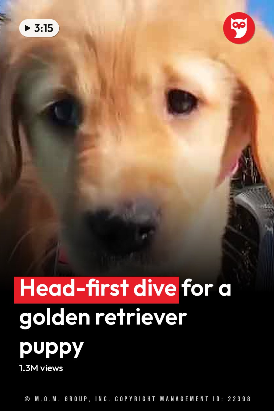A golden retriever puppy with light brown fur and floppy ears sits outdoors on a sunny day amidst outdoor furniture, palm trees, and hints of greenery suggesting spring or summer in a backyard setting. The headline runs in white letters across the lower third.
