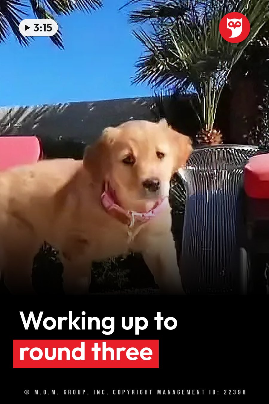 A golden puppy wearing a pink collar stands outdoors near a palm tree and a red object under a blue sky. A headline runs in white letters across the lower third.