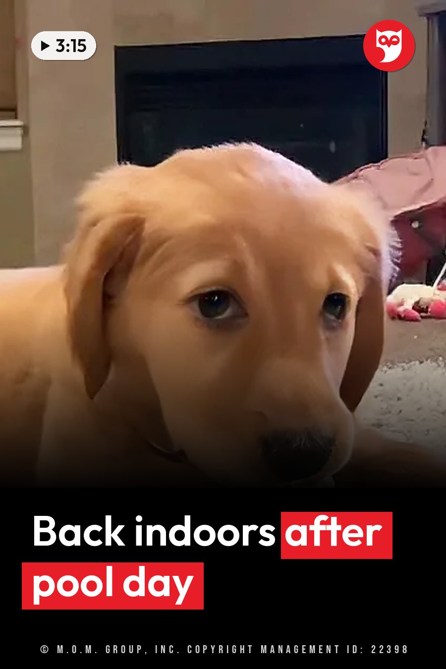 A golden puppy lies on the floor near a fireplace and a pink object, looking straight ahead. A headline runs in white letters across the lower third.
