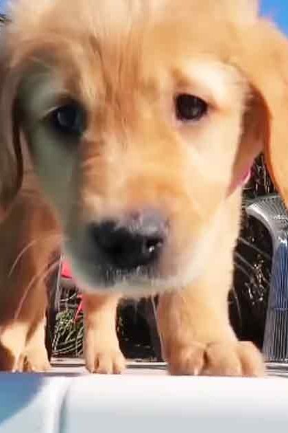 A golden retriever puppy with light brown fur and floppy ears sits outdoors on a sunny day amidst outdoor furniture, palm trees, and hints of greenery suggesting spring or summer in a backyard setting.