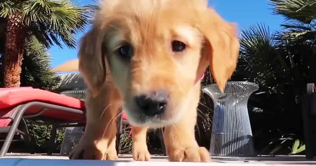 A golden retriever puppy with light brown fur and floppy ears sits outdoors on a sunny day amidst outdoor furniture, palm trees, and hints of greenery suggesting spring or summer in a backyard setting.