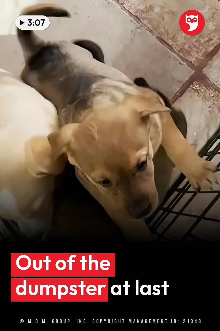 A small light brown puppy with dark patches rests on its side inside a wire crate. A headline runs in white letters across the lower third.