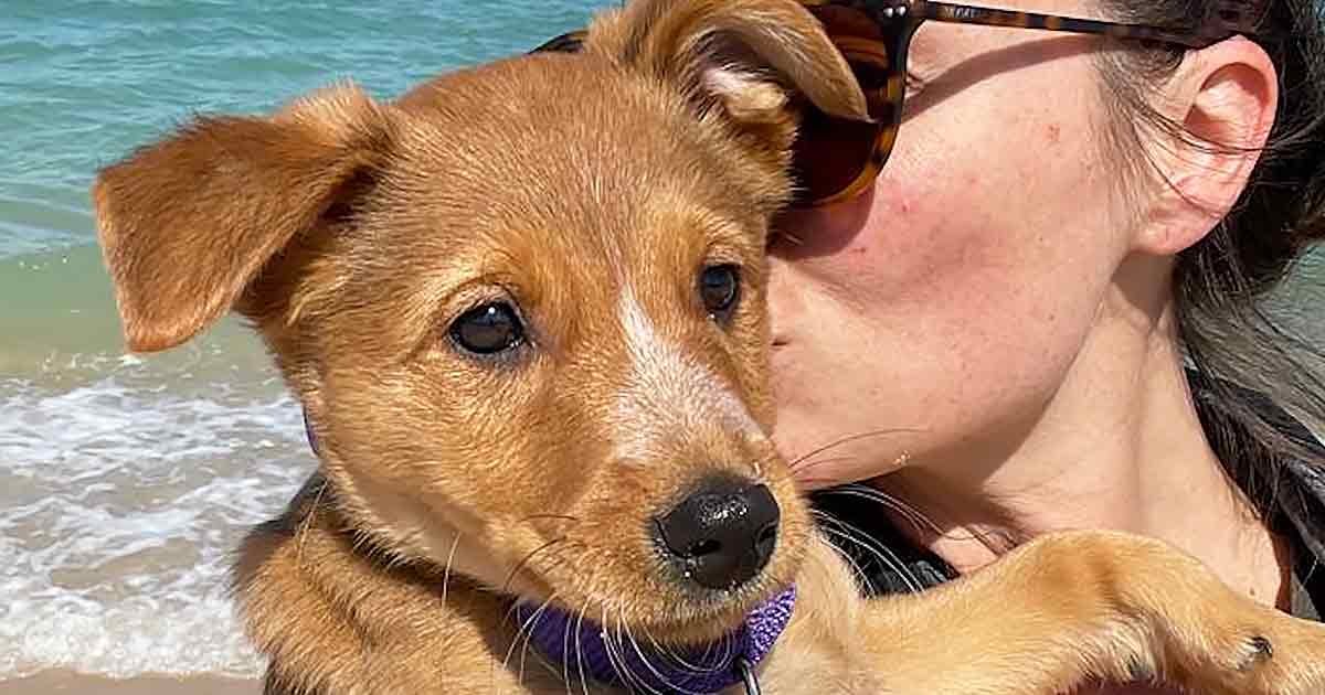 A mixed breed puppy with a golden coat and white markings, wearing a purple collar, at a beach setting under bright daylight.