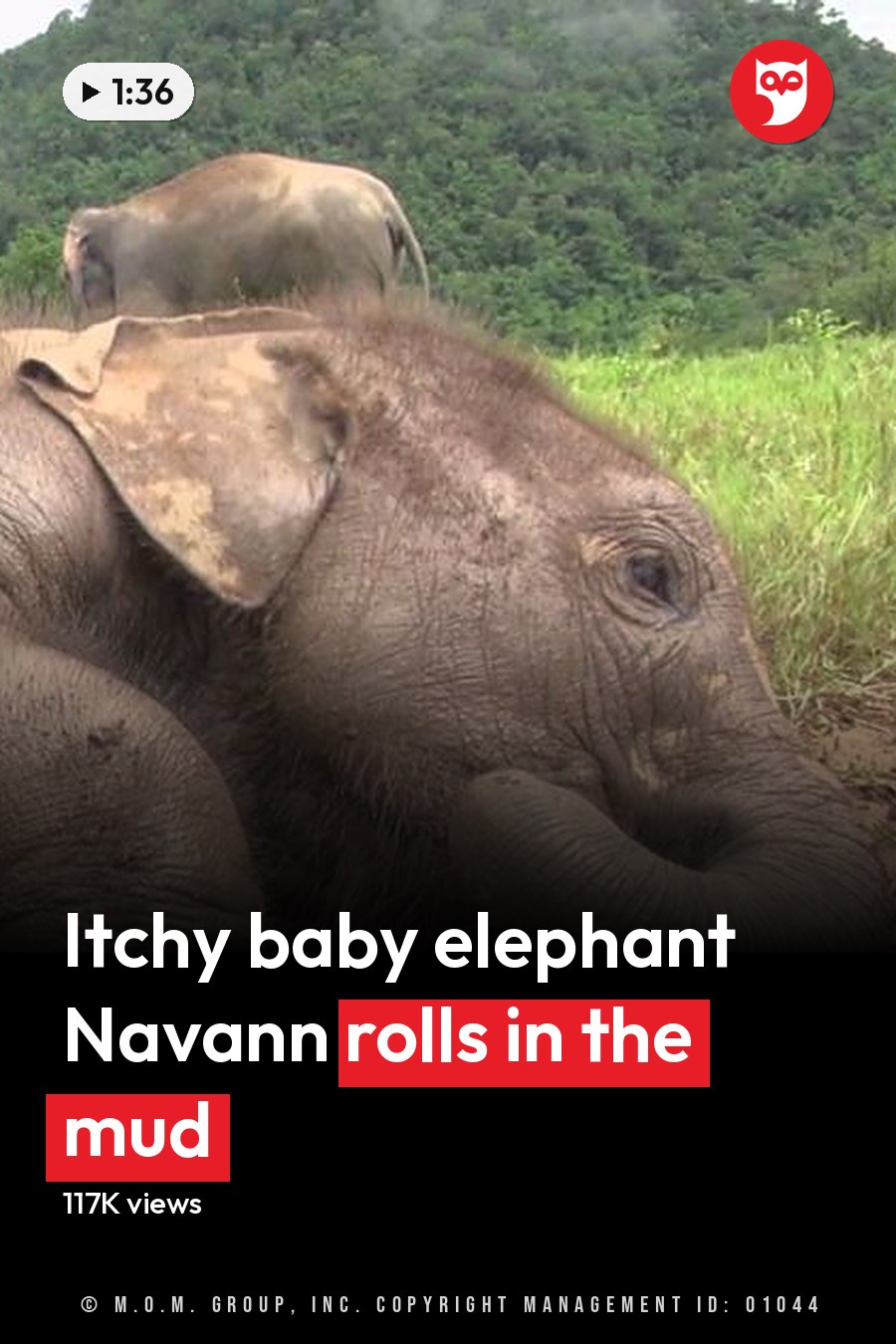 A juvenile elephant rests in a lush green field with hills in the background under soft daylight. The headline runs in white letters across the lower third.