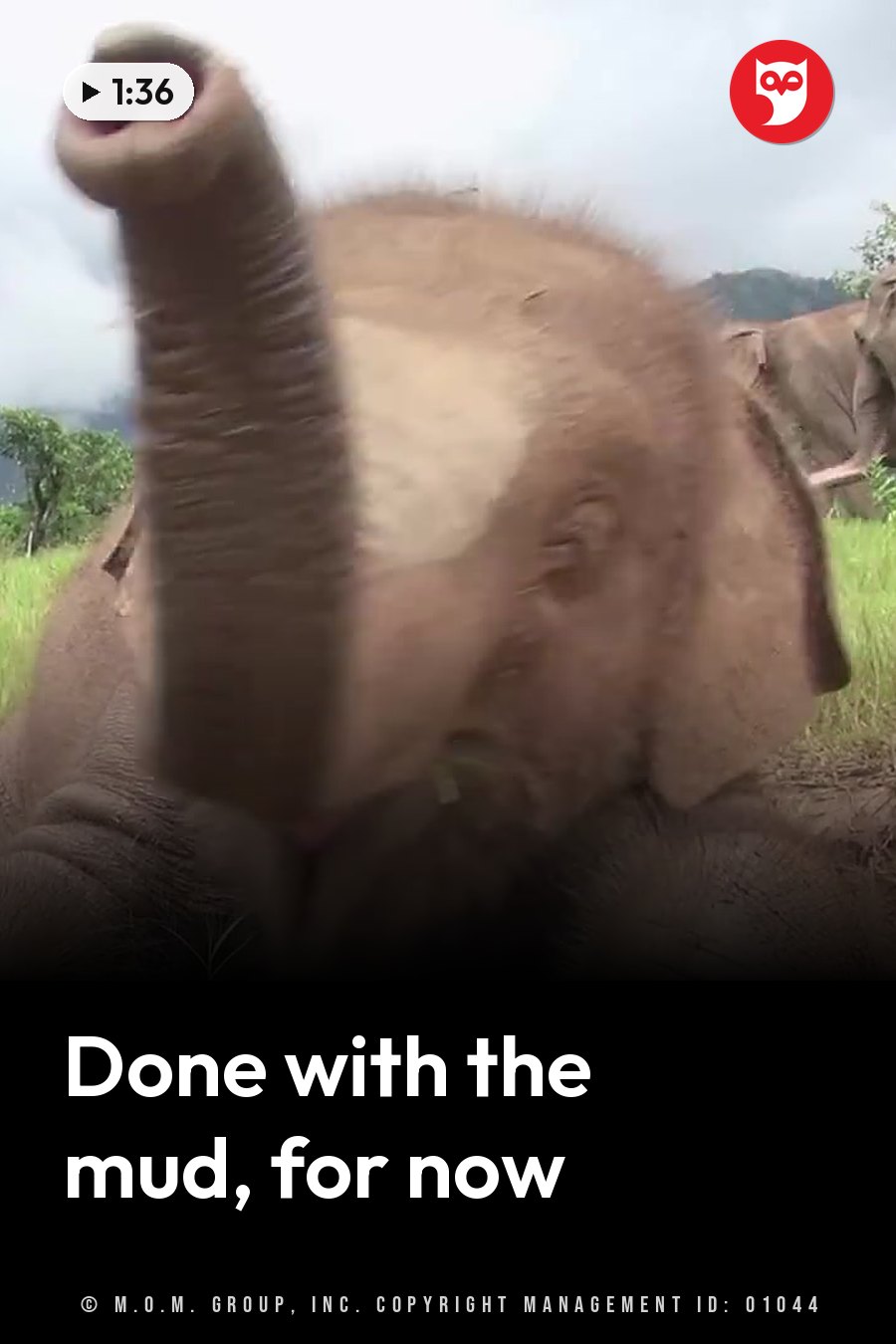 A young elephant stands in a grassy field with its trunk stretched toward the camera while another elephant stands nearby. A headline runs in white letters across the lower third.