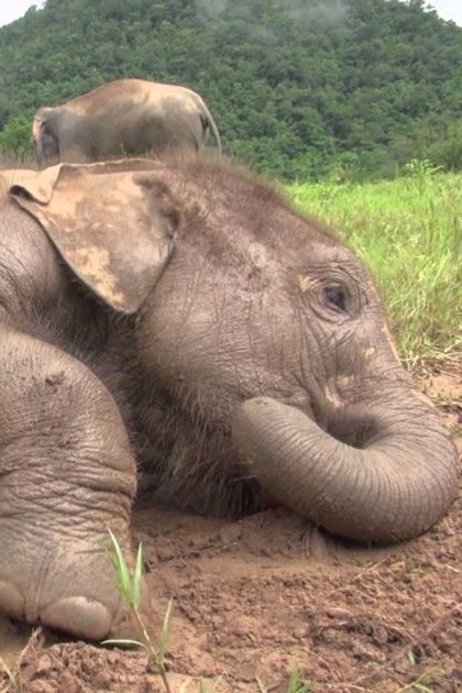 A juvenile elephant rests in a lush green field with hills in the background under soft daylight.