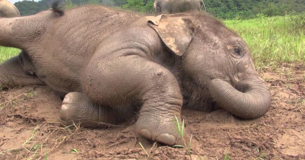 A juvenile elephant rests in a lush green field with hills in the background under soft daylight.