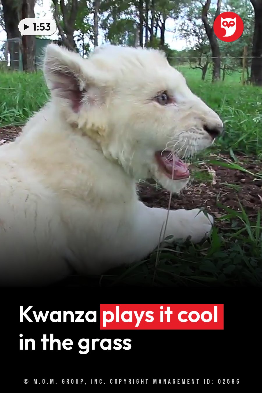 A white lion cub lies on the grass with his mouth open and tongue out, looking to one side, one ear tipped forward. A headline runs in white letters across the lower third.