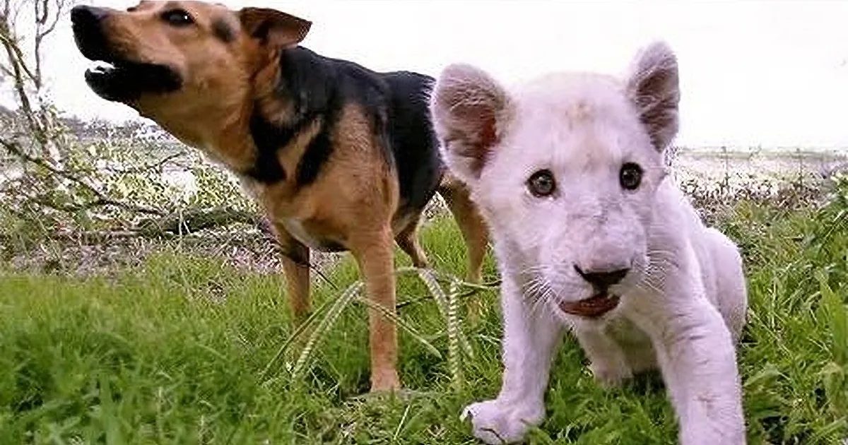 A German Shepherd mix dog and a lion cub in an outdoor setting with grass, trees, and water visible in the distance.