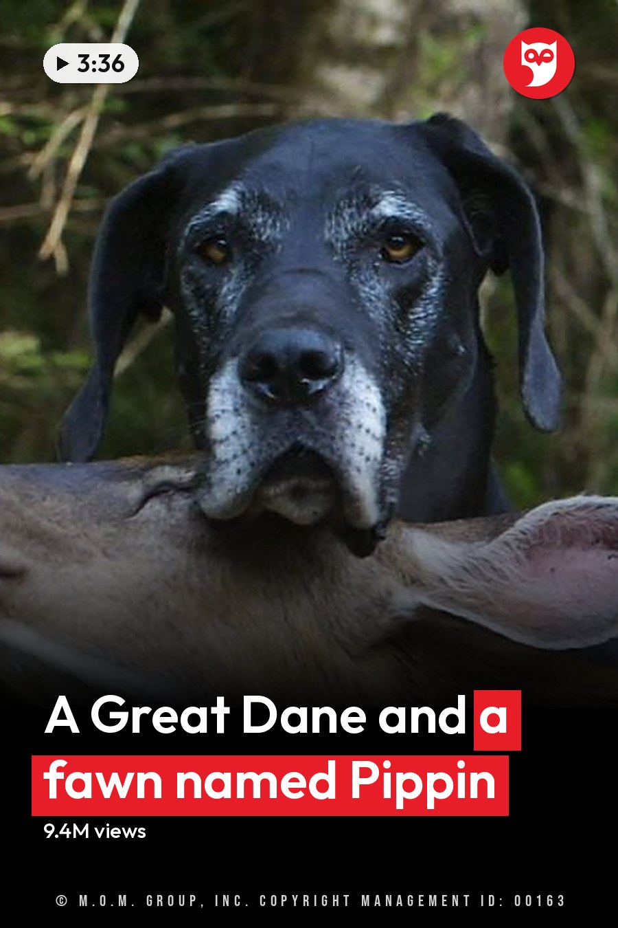 A Great Dane-like black dog interacting with a deer or antelope in an outdoor forested area during daytime. The headline runs in white letters across the lower third.