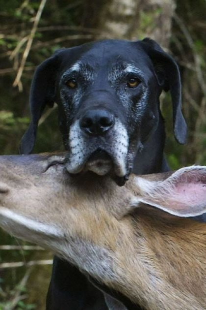 A Great Dane-like black dog interacting with a deer or antelope in an outdoor forested area during daytime.