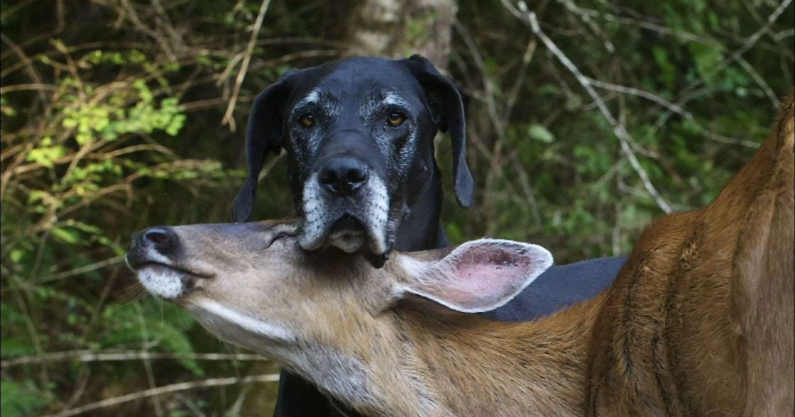 A Great Dane-like black dog interacting with a deer or antelope in an outdoor forested area during daytime.