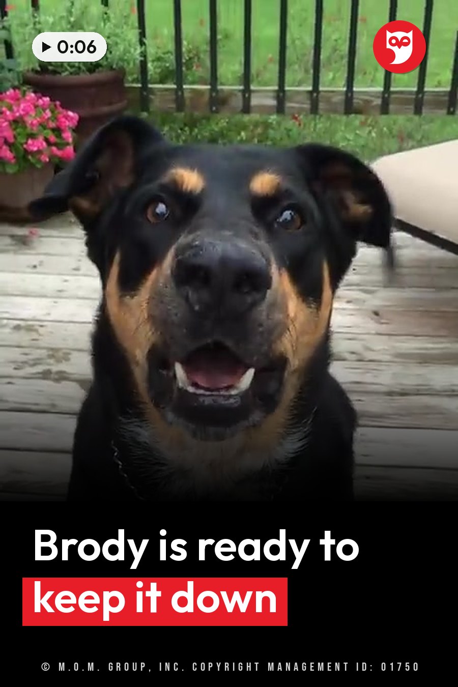 Brody, a black-and-tan dog with floppy ears, sits on a wooden deck looking up with his mouth slightly open. A headline runs in white letters across the lower third.