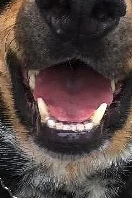 A black and tan dog with a Rottweiler-like appearance stands on an outdoor wooden deck. The setting suggests spring or summer, with natural daylight illuminating the scene.