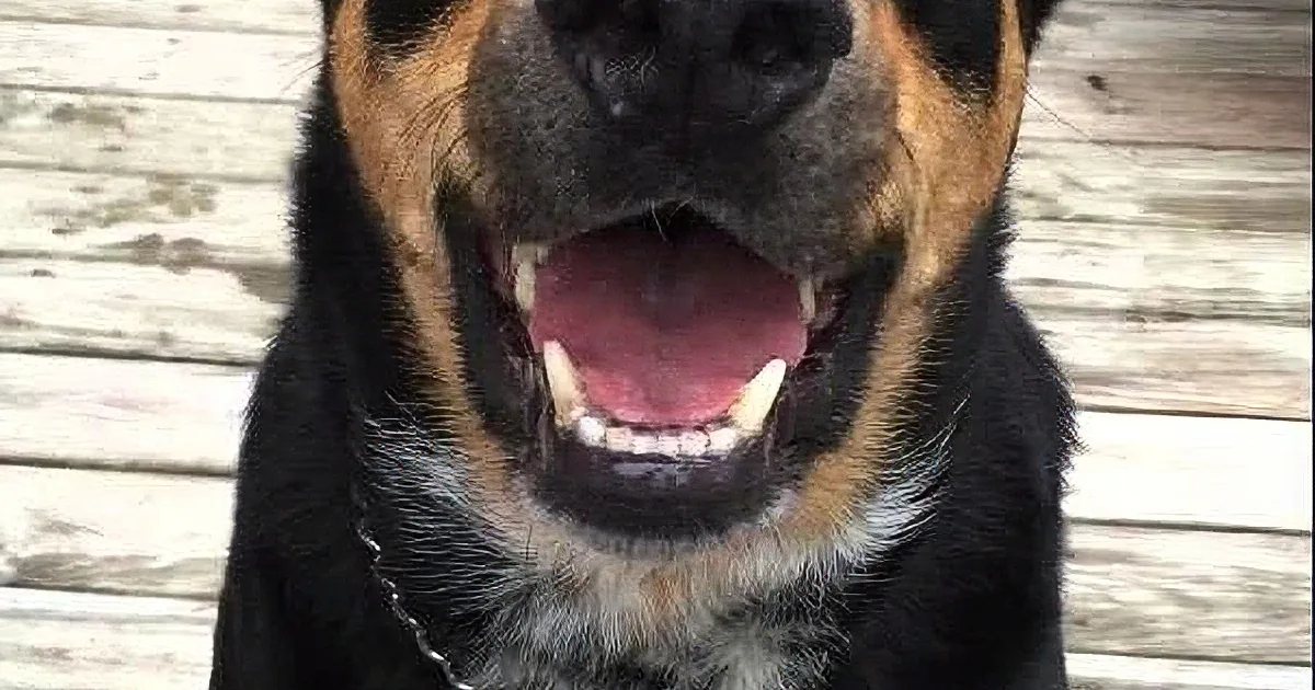 A black and tan dog with a Rottweiler-like appearance stands on an outdoor wooden deck. The setting suggests spring or summer, with natural daylight illuminating the scene.