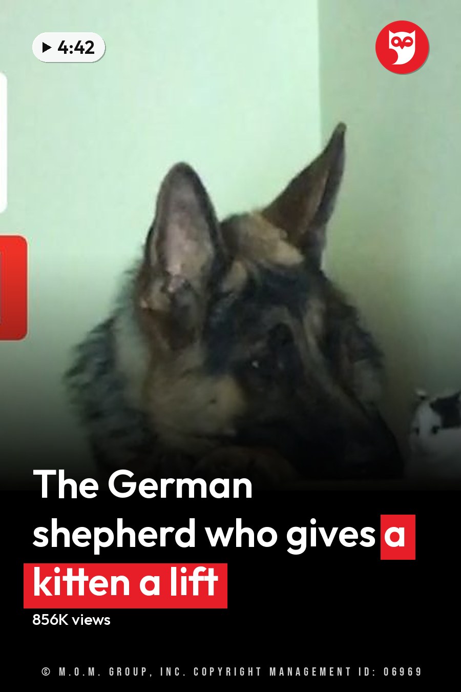 An adult German Shepherd dog with primarily black and tan fur rests on a staircase indoors, accompanied by a small white and gray cat in the background under even natural light. The headline runs in white letters across the lower third.