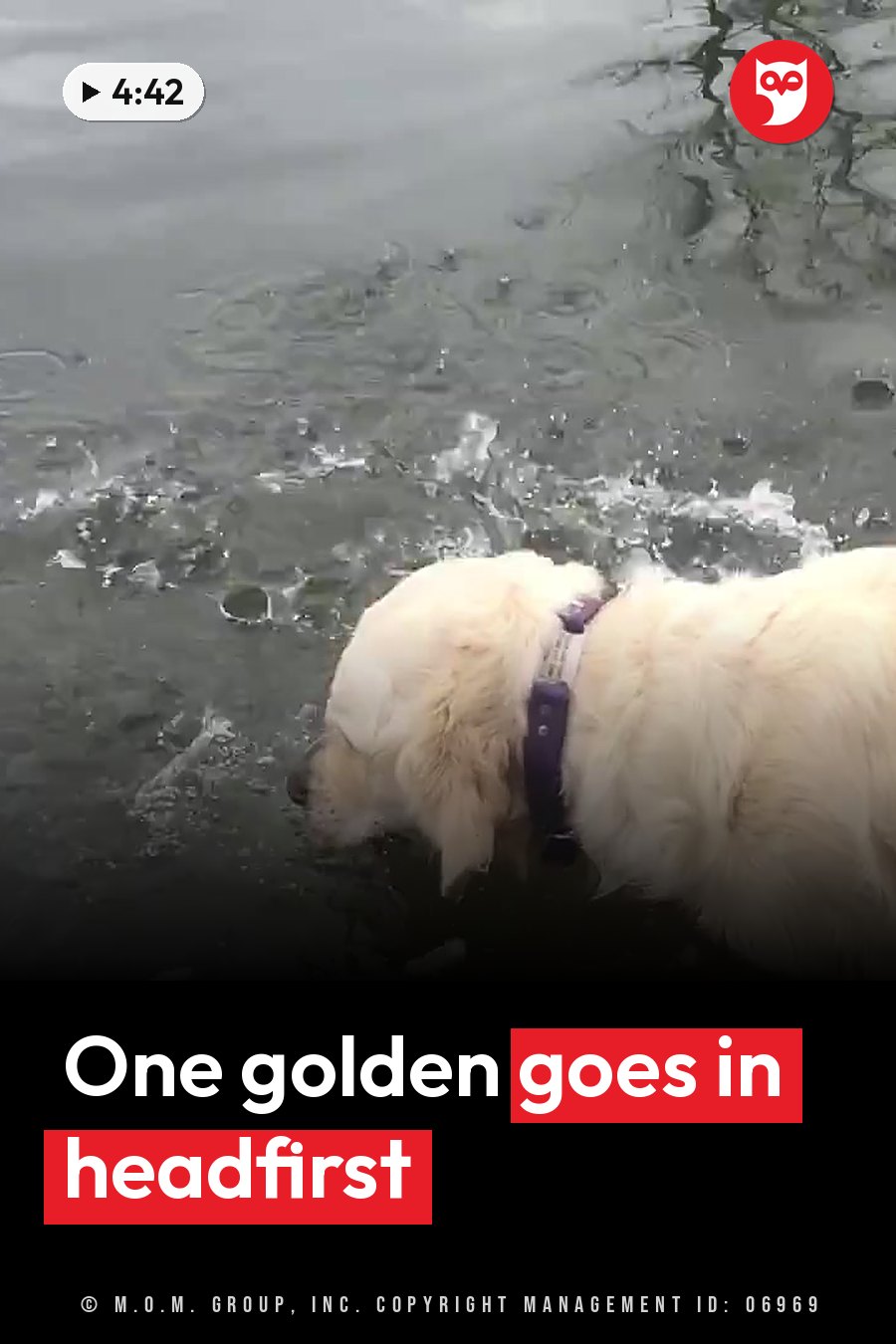 A golden retriever with a purple collar dips headfirst into the water near the shore, making ripples and splashes. A headline runs in white letters across the lower third.
