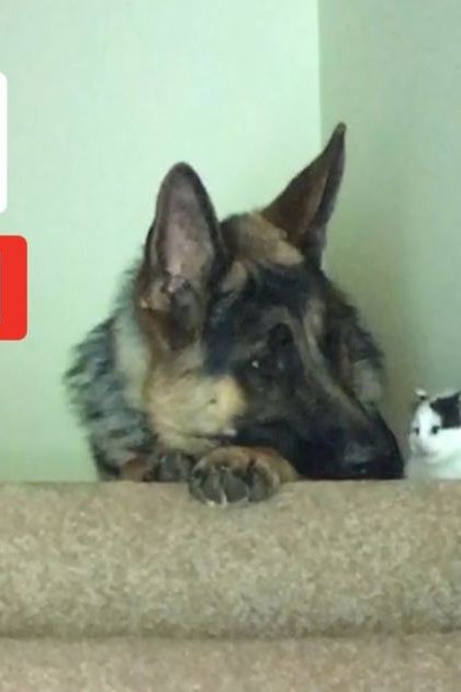An adult German Shepherd dog with primarily black and tan fur rests on a staircase indoors, accompanied by a small white and gray cat in the background under even natural light.