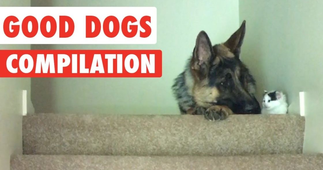 An adult German Shepherd dog with primarily black and tan fur rests on a staircase indoors, accompanied by a small white and gray cat in the background under even natural light.