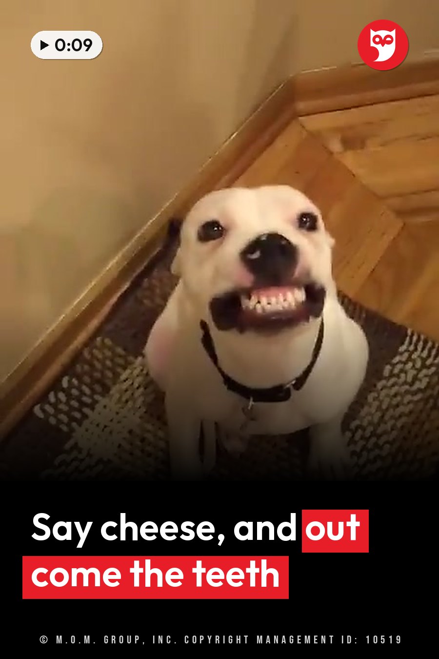 Herbert, a white puppy with a black nose and collar, sits on a rug with his mouth open and teeth showing, looking up. A headline runs in white letters across the lower third.