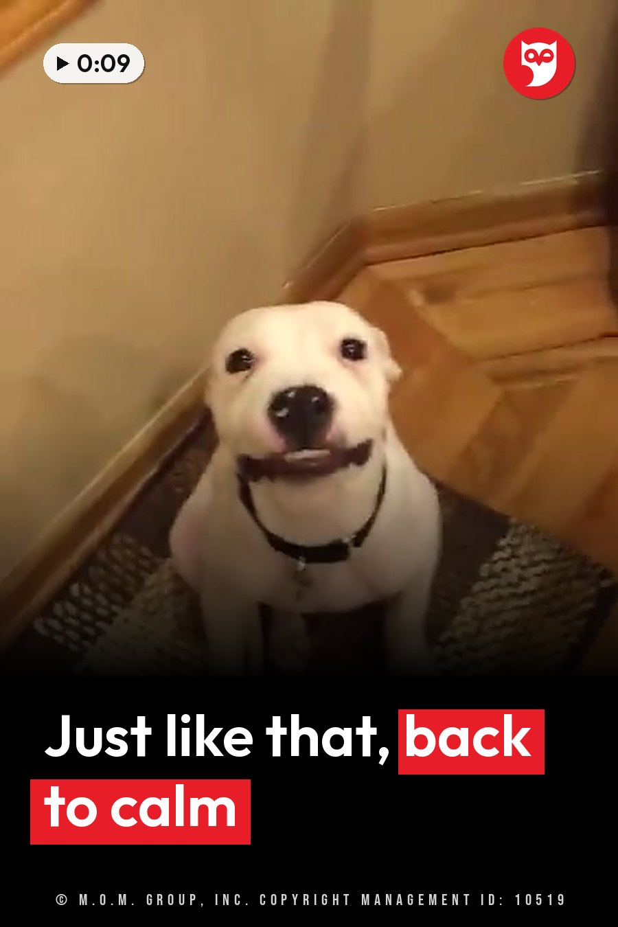 Herbert, a white puppy in a black collar, sits on a rug and looks up with dark eyes. A headline runs in white letters across the lower third.
