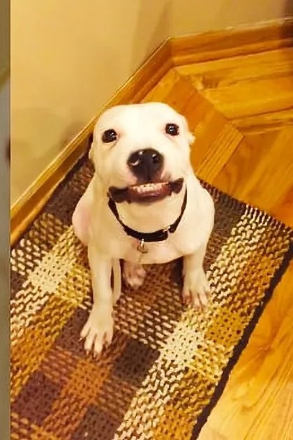 A white dog with black markings sits on a checkered rug in an indoor home setting, illuminated by warm evening light.