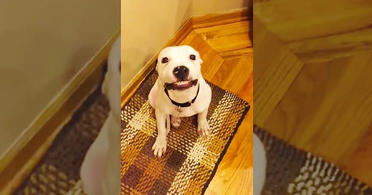 A white dog with black markings sits on a checkered rug in an indoor home setting, illuminated by warm evening light.