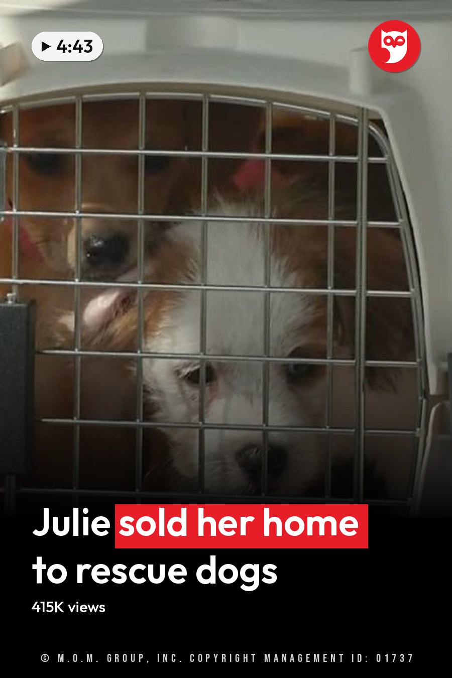 Two young puppies, likely a Jack Russell Terrier mix with white and brown fur and another reddish-brown coated puppy, inside a pet carrier at an indoor setting possibly in an animal shelter or veterinary clinic. Daytime natural light illuminates the scene. The headline runs in white letters across the lower third.