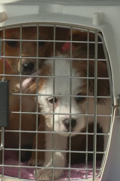 Two young puppies, likely a Jack Russell Terrier mix with white and brown fur and another reddish-brown coated puppy, inside a pet carrier at an indoor setting possibly in an animal shelter or veterinary clinic. Daytime natural light illuminates the scene.