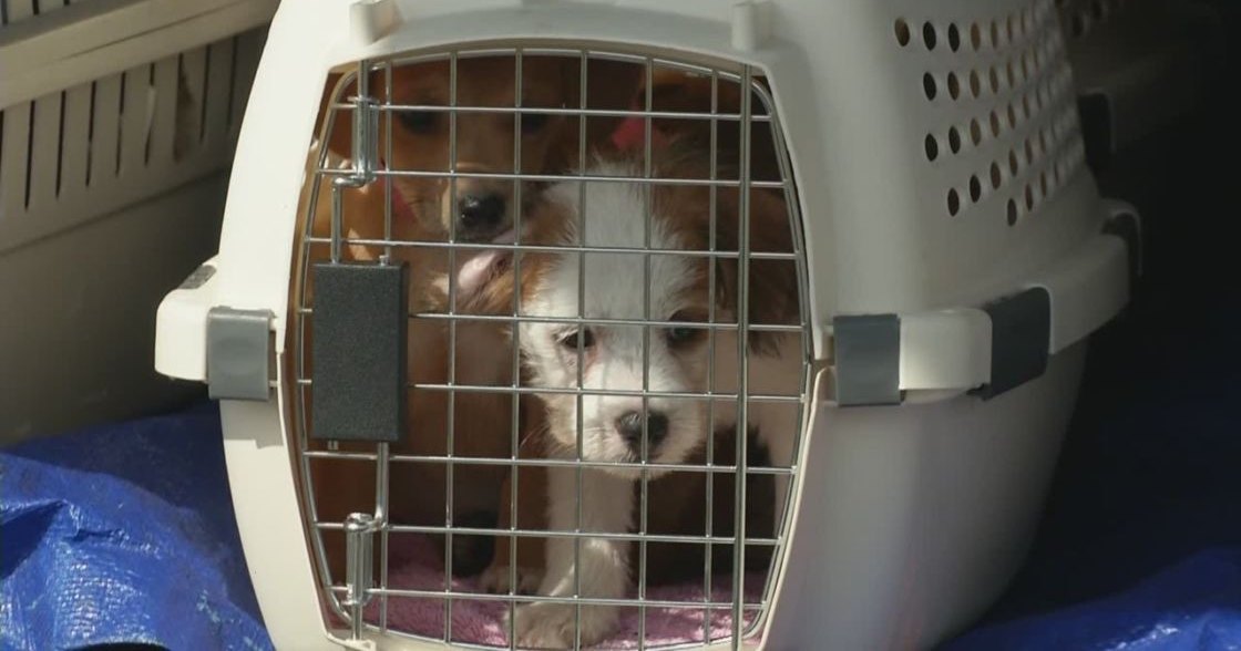Two young puppies, likely a Jack Russell Terrier mix with white and brown fur and another reddish-brown coated puppy, inside a pet carrier at an indoor setting possibly in an animal shelter or veterinary clinic. Daytime natural light illuminates the scene.