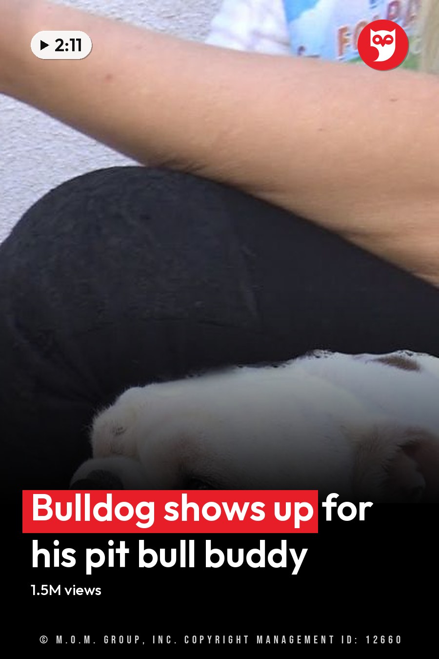 An adult female dog, predominantly white with black and gray markings on its face and ears, stands outdoors alongside an adult male English Bulldog, both against a plain wall under natural daylight. The headline runs in white letters across the lower third.