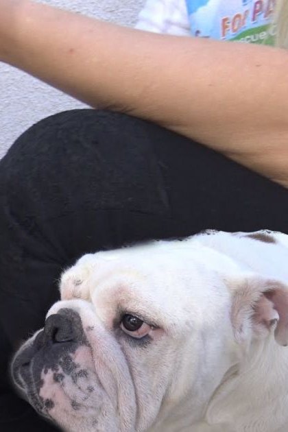 An adult female dog, predominantly white with black and gray markings on its face and ears, stands outdoors alongside an adult male English Bulldog, both against a plain wall under natural daylight.