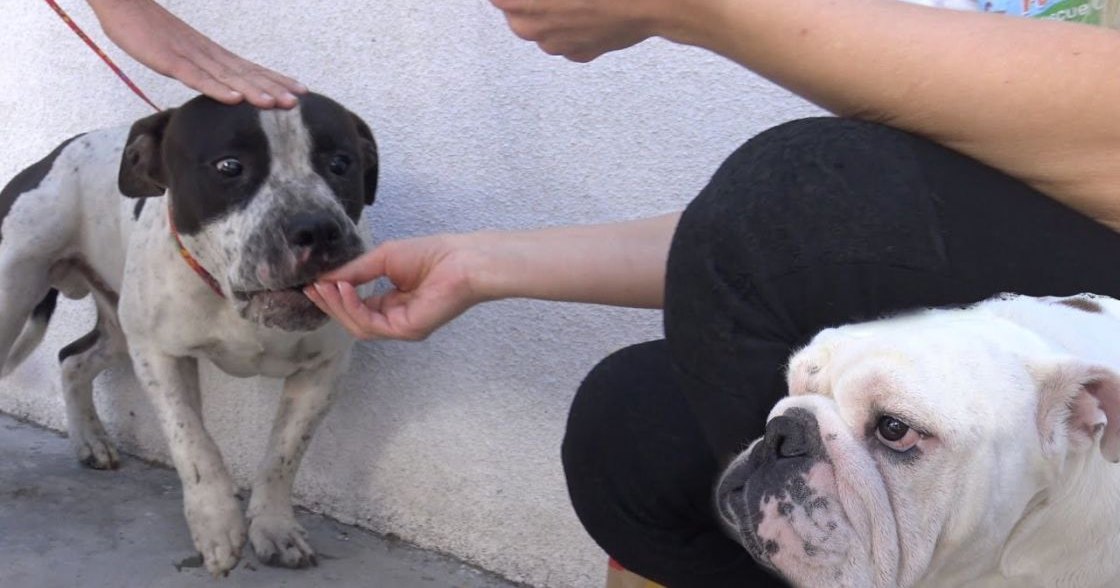 An adult female dog, predominantly white with black and gray markings on its face and ears, stands outdoors alongside an adult male English Bulldog, both against a plain wall under natural daylight.