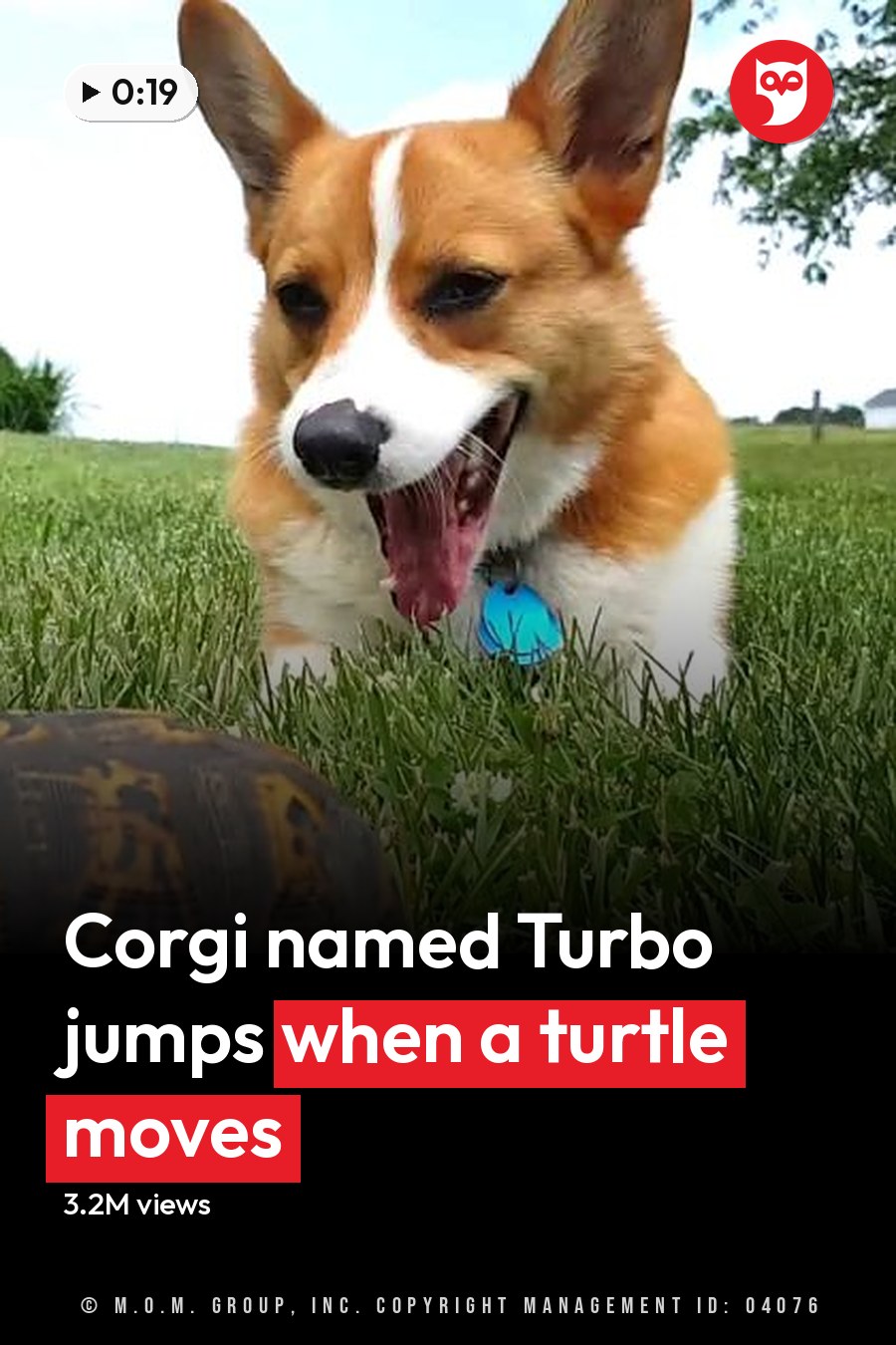 A Pembroke Welsh Corgi with a white and brown coat in a lush suburban backyard during spring or summer, under clear daytime light. The headline runs in white letters across the lower third.