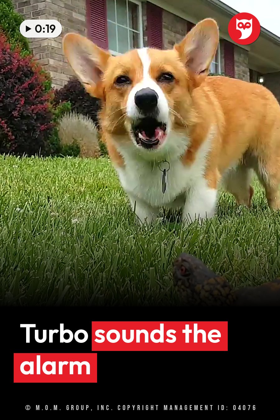 A tan and white dog stands on grass near a turtle, facing forward with mouth open. A headline runs in white letters across the lower third.