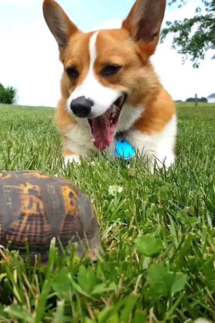 A Pembroke Welsh Corgi with a white and brown coat in a lush suburban backyard during spring or summer, under clear daytime light.