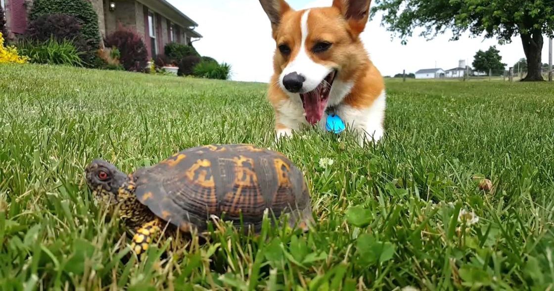 A Pembroke Welsh Corgi with a white and brown coat in a lush suburban backyard during spring or summer, under clear daytime light.