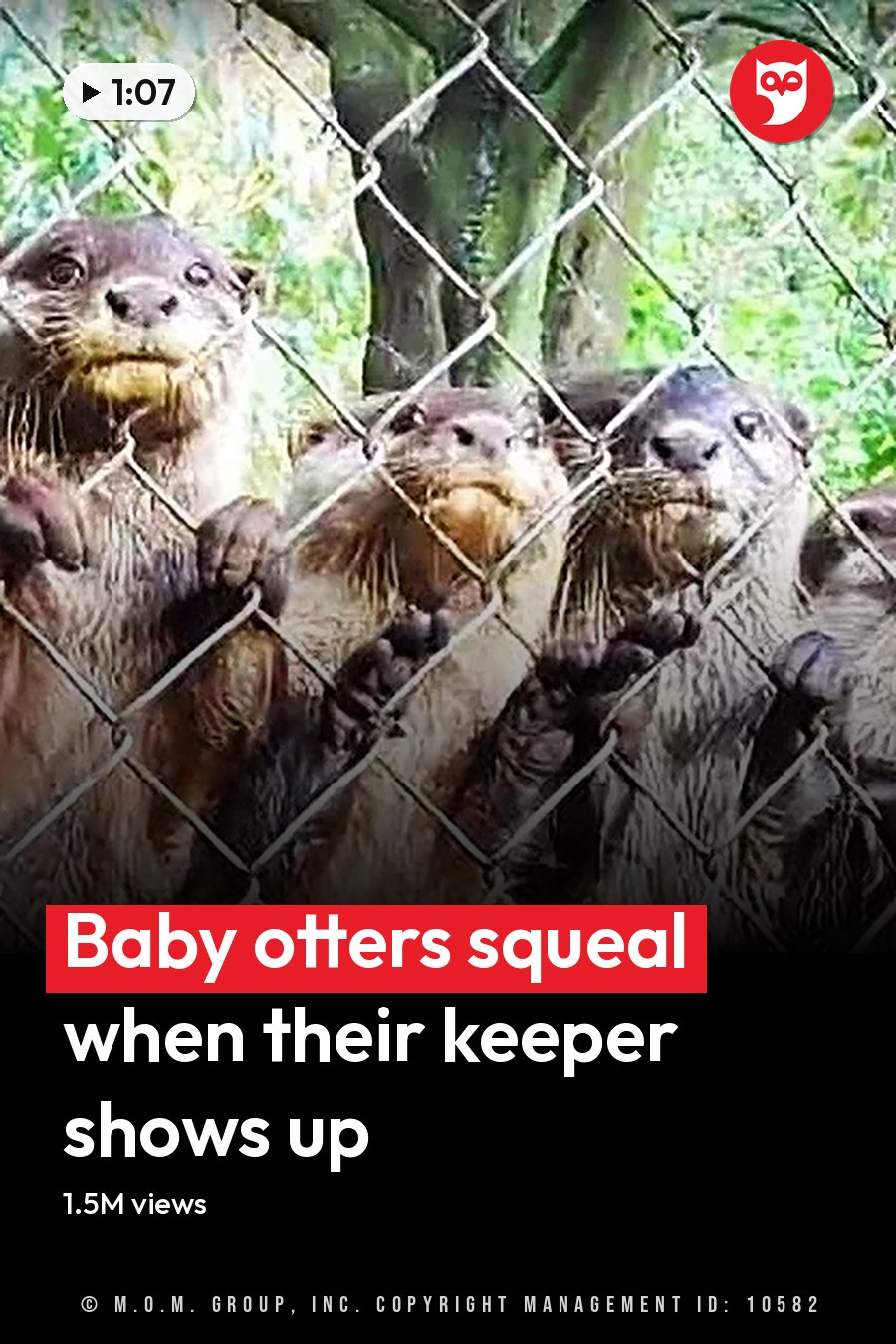 A group of adult and juvenile river otters with brown and black coats in an outdoor enclosure surrounded by lush greenery during daytime. The headline runs in white letters across the lower third.