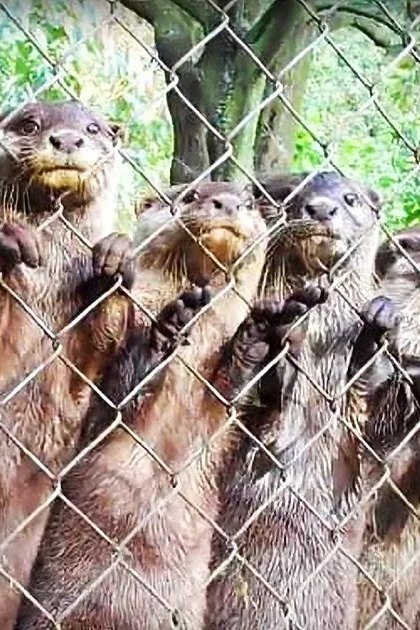 A group of adult and juvenile river otters with brown and black coats in an outdoor enclosure surrounded by lush greenery during daytime.