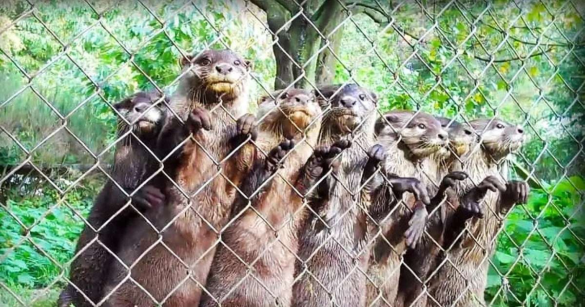A group of adult and juvenile river otters with brown and black coats in an outdoor enclosure surrounded by lush greenery during daytime.