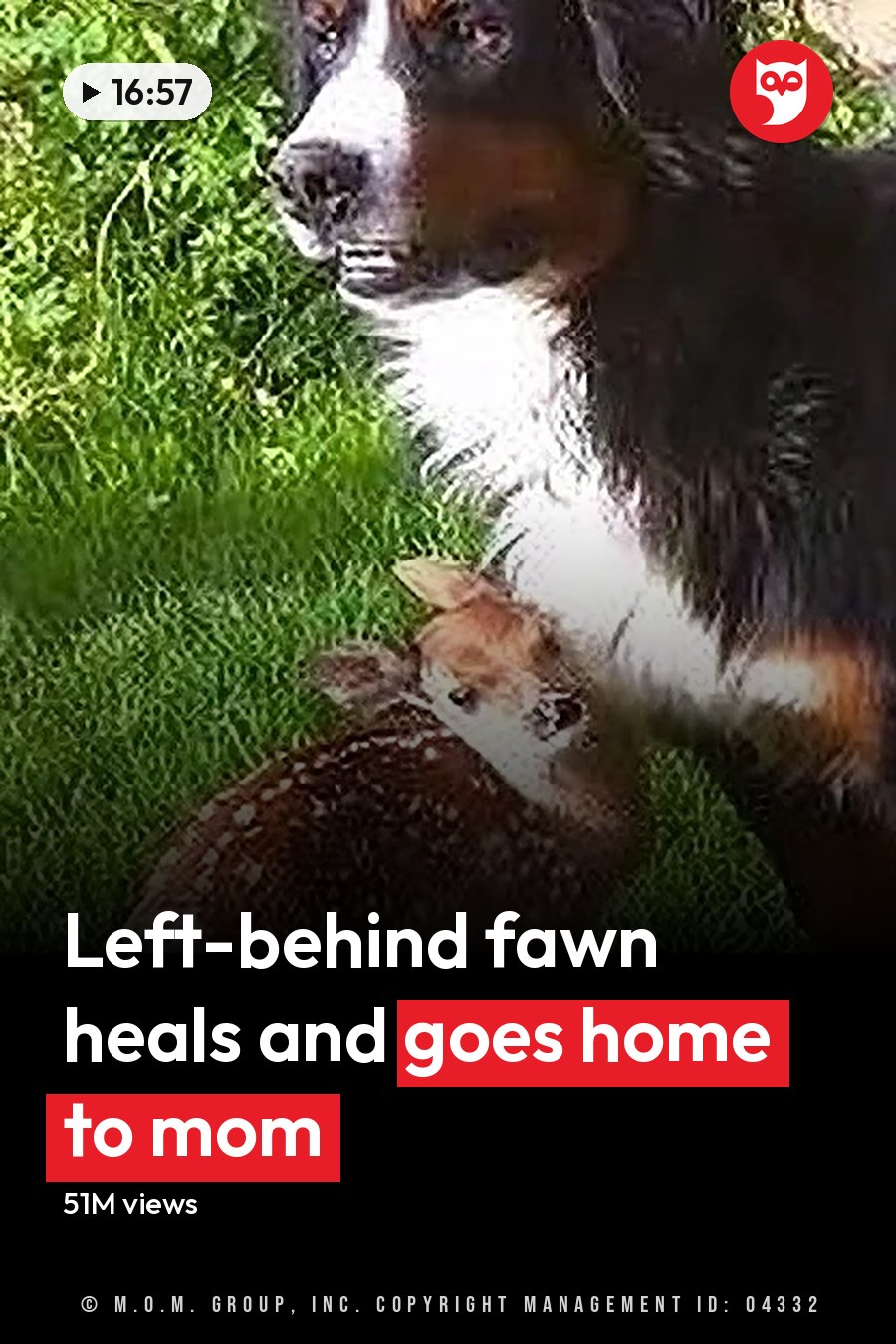 A Bernese Mountain Dog with black, white, and rust-colored fur alongside a fawn with brown and white spots on an outdoor grassy area during spring or summer with natural sunlight. The headline runs in white letters across the lower third.